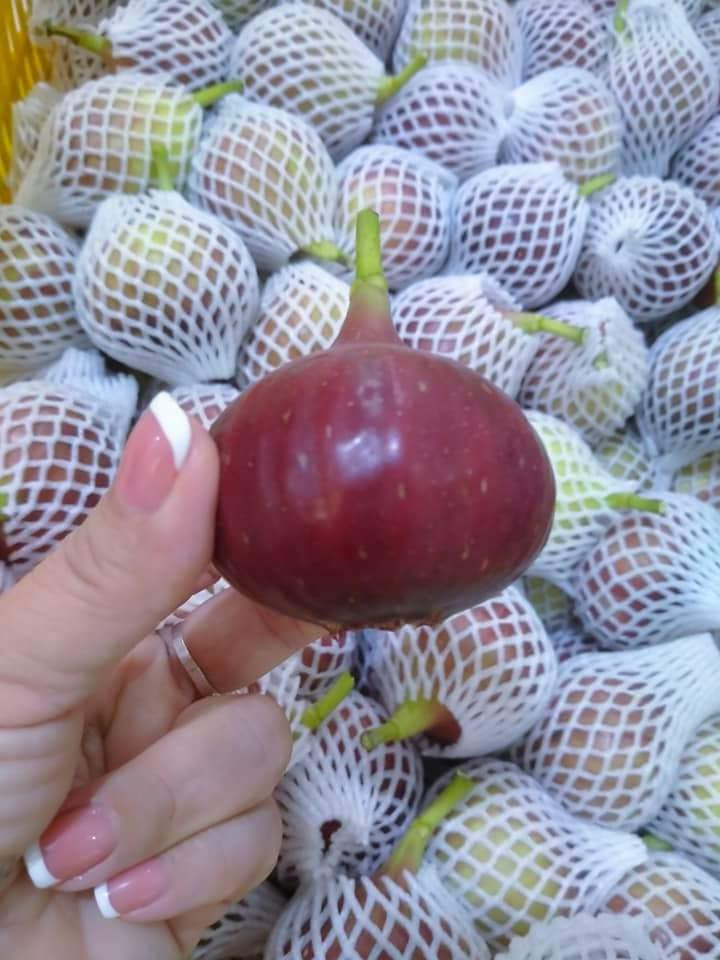 Ngoài quả sung chát thường dùng làm dưa muối quen thuộc với người dân Việt, trên thị trường còn xuất hiện sung Mỹ quả to như trái lê.