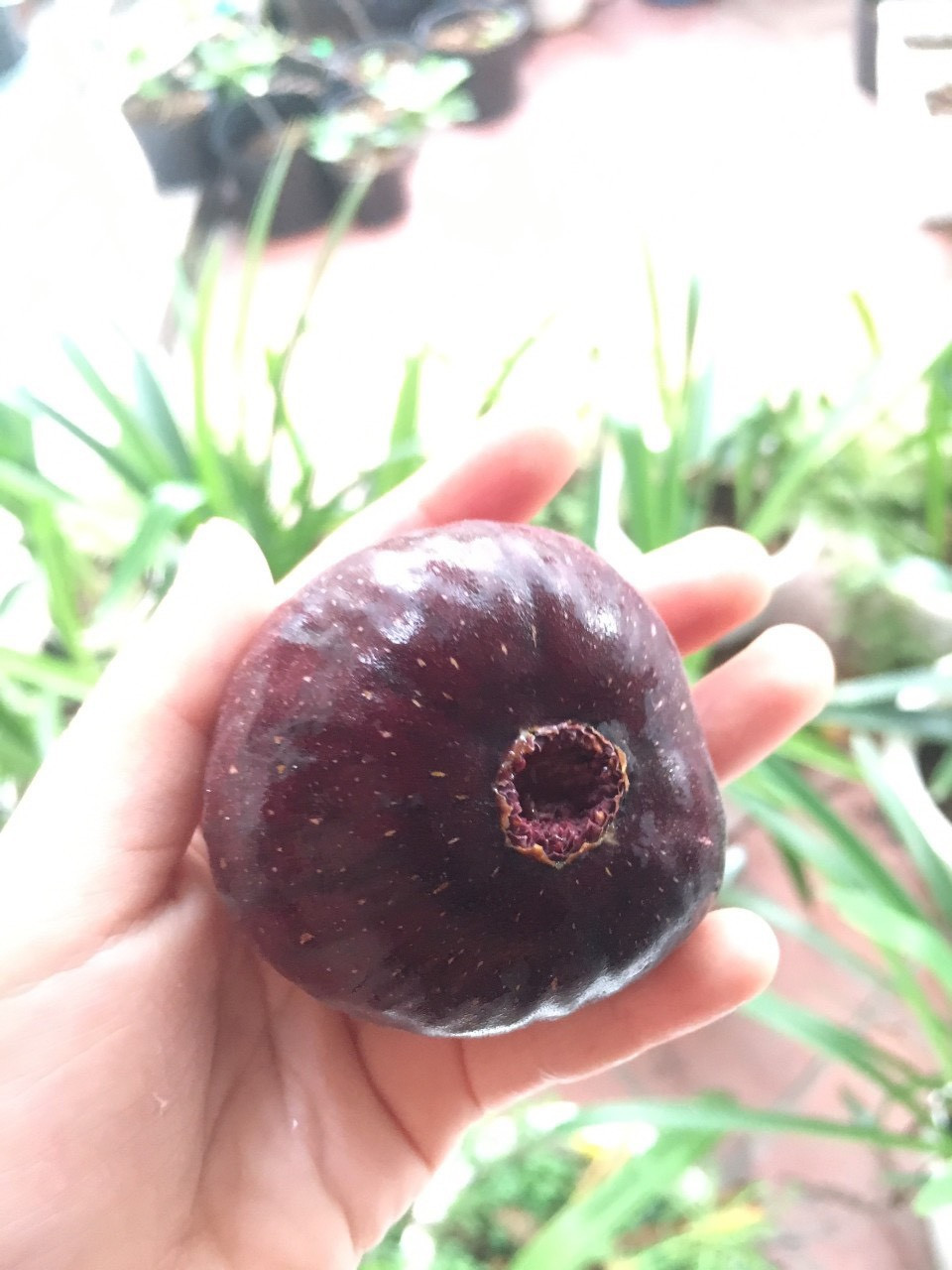 Vì thế, trên thị trường trái sung Mỹ khá phổ biến, khách hàng không phải đặt hàng lâu như trước.