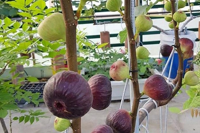 Trong khi sung ta quả nhỏ thì sung Mỹ mỗi nách lá cho 1 quả với trọng lượng khoảng 1 - 2 lạng.