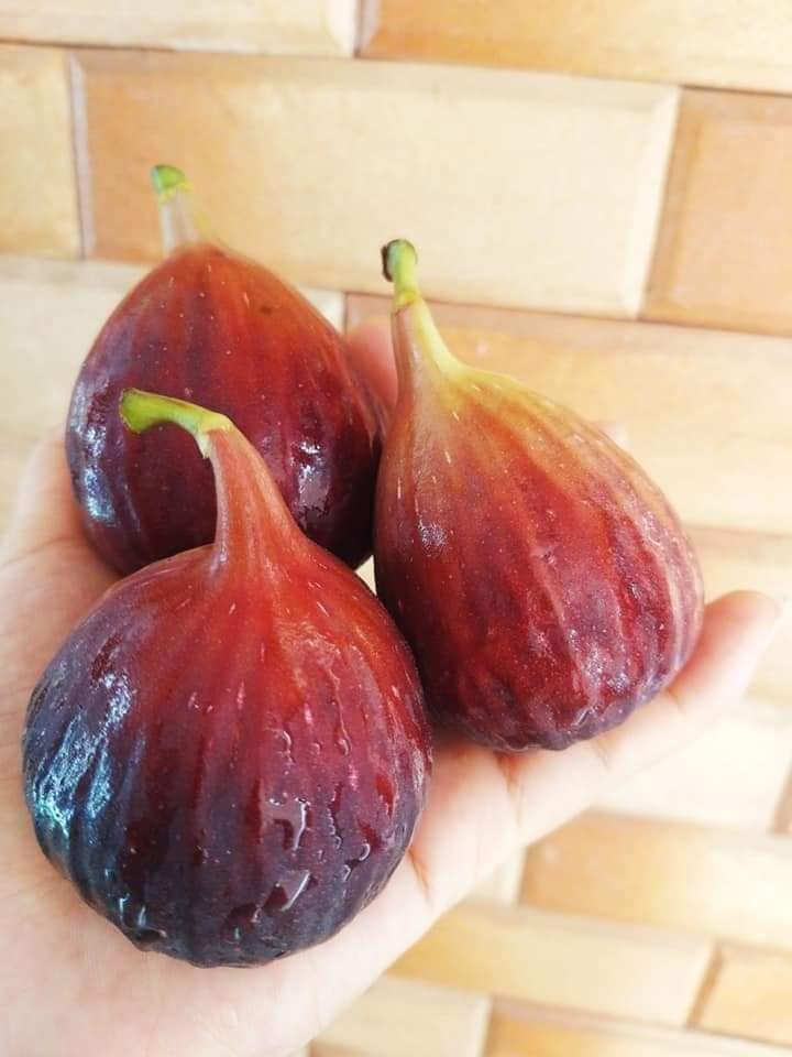 Sung Mỹ không chỉ cho trái to mà còn ngọt và rất thơm.