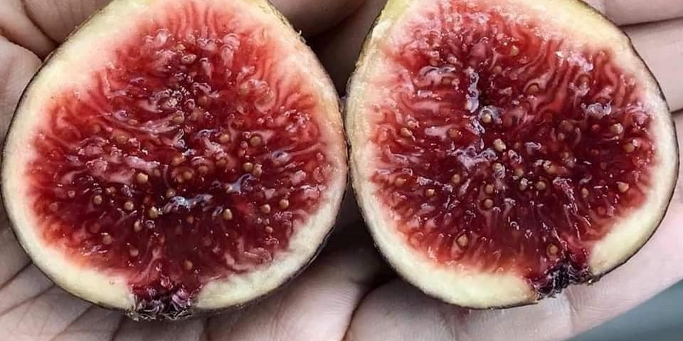 Hơn nữa, sung Mỹ rất dễ ăn, vị ngọt mềm tương tự quả đào, bên trong có mật.