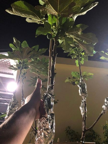 Ngoài quả, cây sung Mỹ giống cũng được rao bán nhiều trên chợ mạng với giá khoảng hơn 200.000 đồng/cây cao 30cm. Nguồn ảnh: Facebook