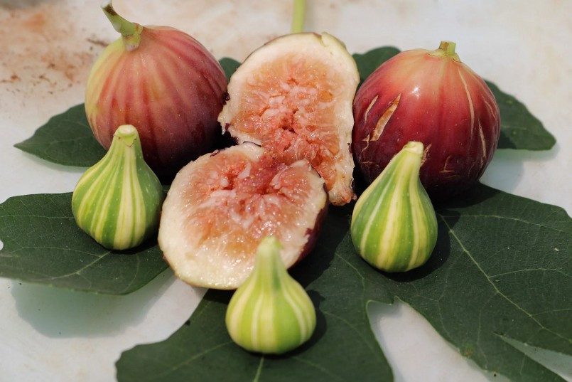 Hiện sung Mỹ đã được trồng tại Việt Nam, cho quả quanh năm.