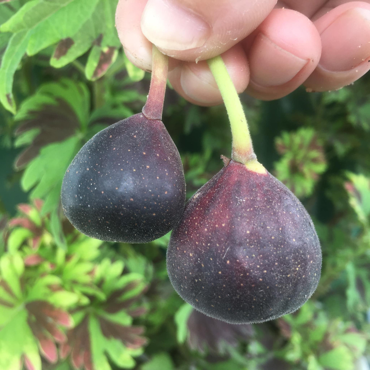 Theo chủ một cửa hàng hoa quả ở Hà Nội, sung Mỹ năm nay nhiều, giá rẻ hơn nên khá hút khách.