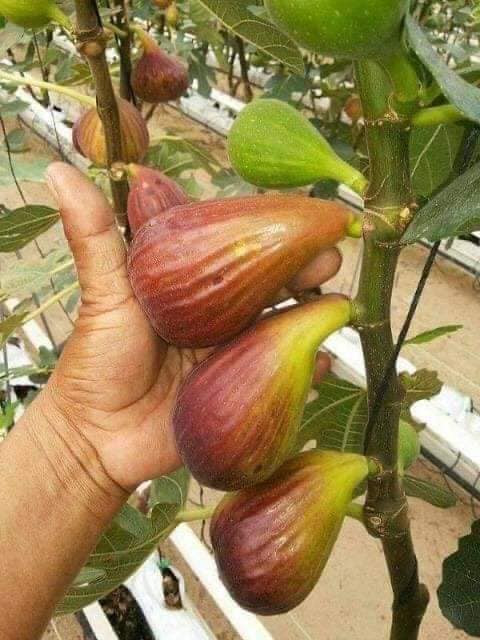 Sung Mỹ còn được gọi là sung đường, sung ngọt, trồng nhiều ở vùng Địa Trung Hải.