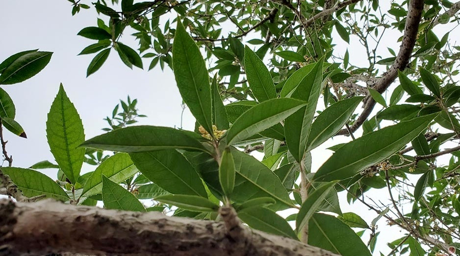  Lá cây mộc hương thuôn dài, viền có hình răng cưa. Ảnh: Vietnamnet