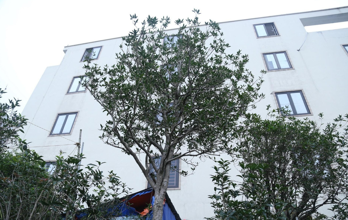 Đây là cây mộc hương tự nhiên mọc ở cao nguyên đồi chè TP Đà Lạt, tỉnh Lâm Đồng. Anh Trung phải mất 7 năm “đeo đuổi”, mới thuyết phục được gia chủ đồng ý bán lại cây mộc hương này. Ảnh: Tiền phong