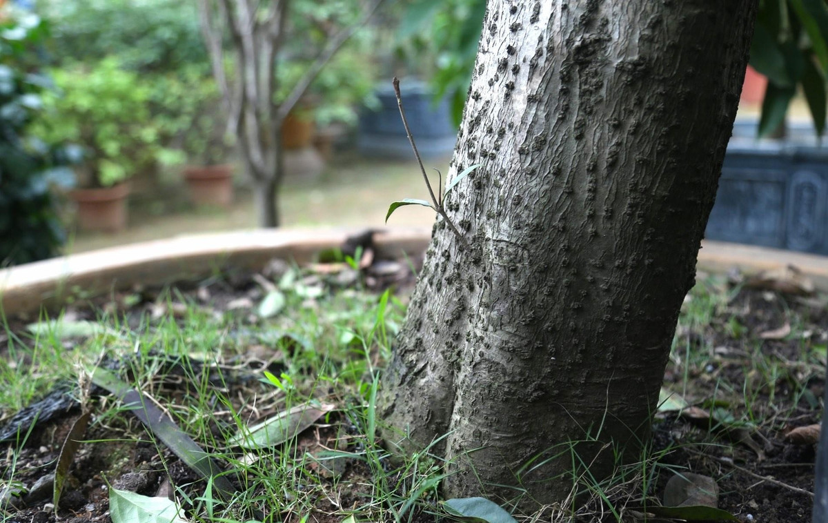 Từ thân cây mộc hương mọc lên chồi non. Ảnh: Tiền phong