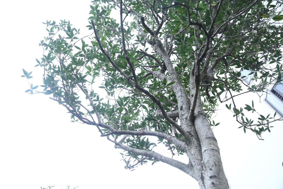 Cây toả tán rất rộng. Ảnh: Tiền phong