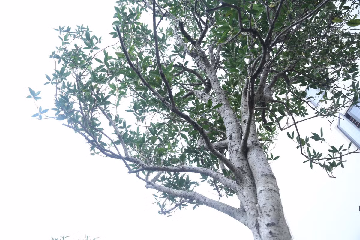 Cây toả tán rất rộng. Ảnh: Tiền phong