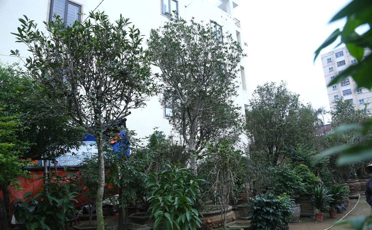 Anh Đặng Minh Trung (SN 1976) - chủ vườn cây cảnh trên đại lộ Lê Nin, TP Vinh (Nghệ An) sở hữu nhiều cây mộc hương quý giá hàng trăm triệu đồng. Ảnh: Tiền phong
