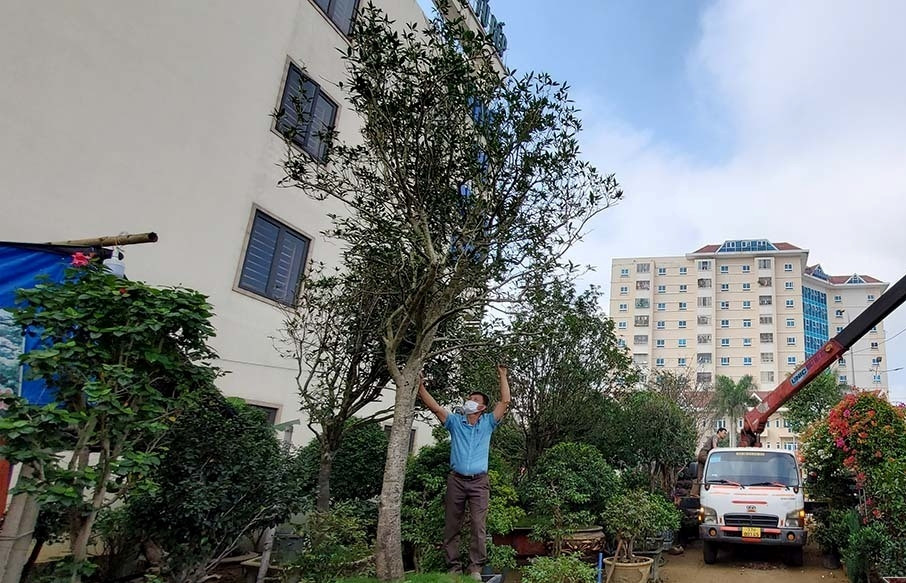 Đáng chú ý, trong vườn có cả cây mộc hương được khách trả giá gần 2 tỷ đồng nhưng chủ nhân vẫn chưa muốn bán. Ảnh: Vietnamnet