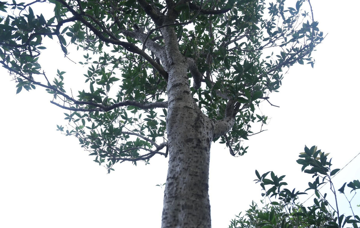 Cây có dáng trực, thân cao 1,8m, đường kính 20cm, chu vi ở điểm thân to nhất là 65cm. Ảnh: Tiền phong