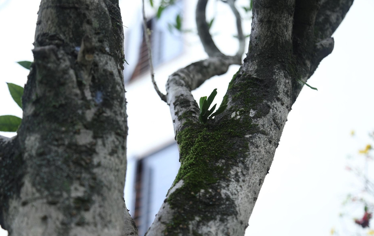 Trên nhánh cây mọc đầy rêu phong cổ kính. Ảnh: Tiền phong