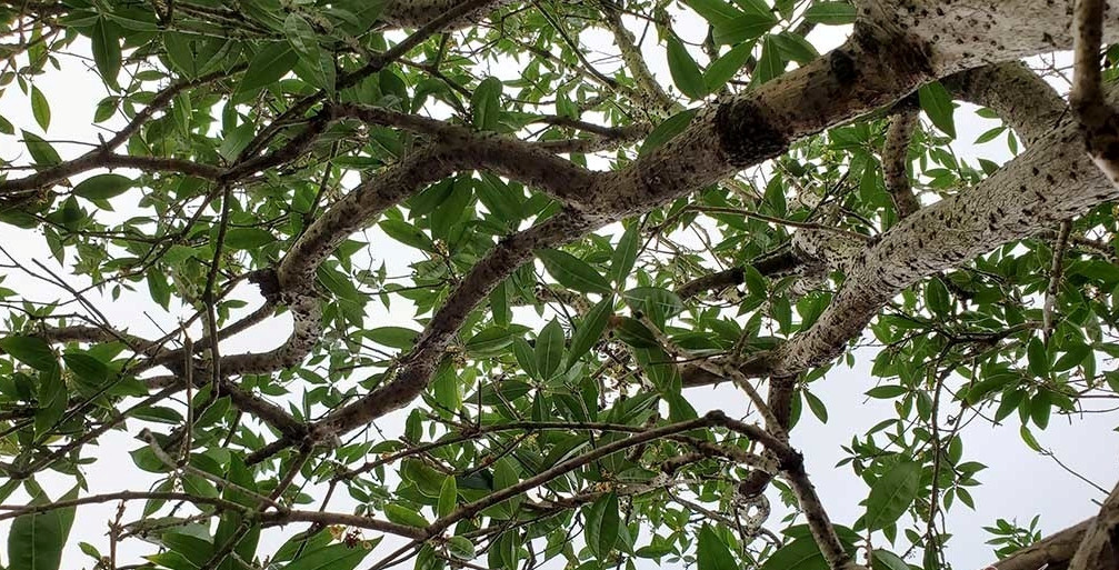 Nhành cây uốn lượn tự nhiên. Ảnh: Vietnamnet