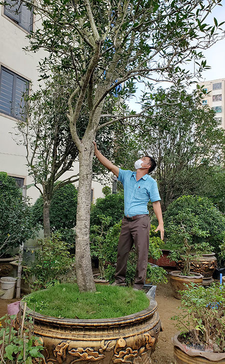 Mộc hương thường là cây bụi, nhiều nhánh, hiếm có thân gỗ cao như cây quý hiếm này. Ảnh: Vietnamnet