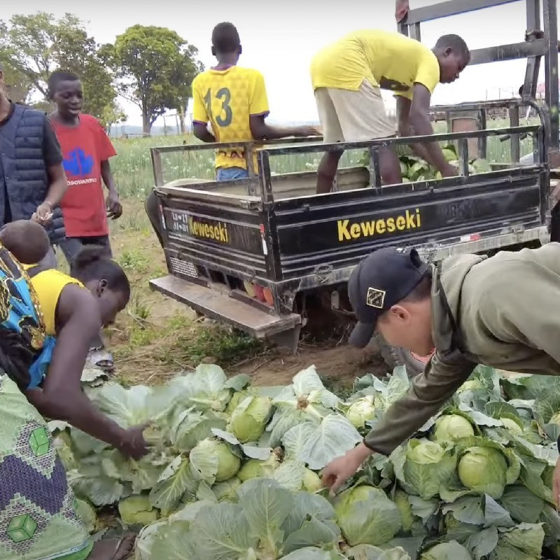 Ngoài khoai tây, trang trại của Quang Linh Vlogs còn cho thu hoạch số lượng lớn bắp cải. Ảnh: YouTube Quang Linh Vlogs