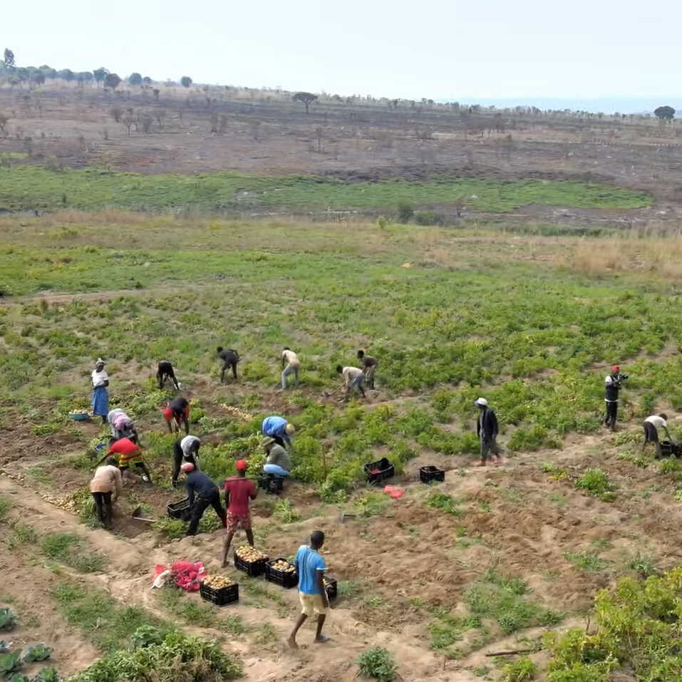 Toàn cảnh bà con thu hoạch khoai trên nông trại của Quang Linh Vlogs. Ảnh: YouTube Quang Linh Vlogs