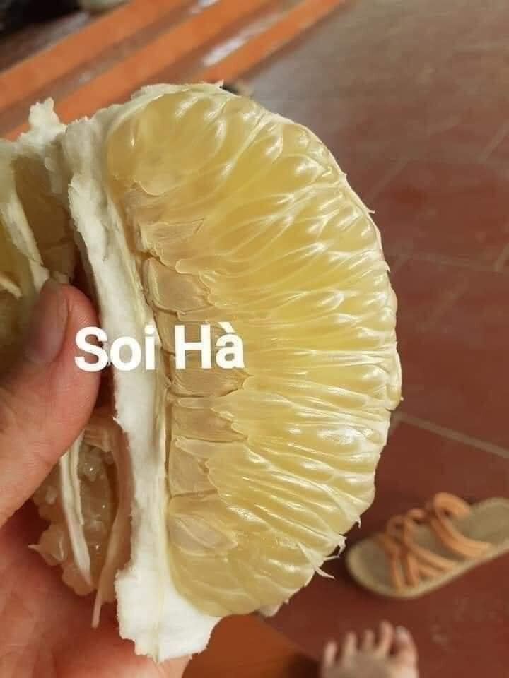 Theo người bán, bưởi Soi Hà là đặc sản của Tuyên Quang. Mặc dù trái nhỏ nhưng vỏ mỏng, múi căng mọng, ngọt thanh mát. Ảnh: Facebook