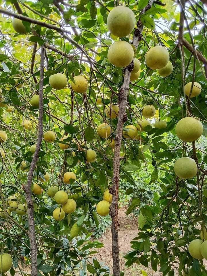 Bưởi Soi Hà dễ bảo quản, để héo vỏ xuống nước ăn lại càng ngon, ngọt. Vì thế, nhiều chị em đặt mua vài chục quả về ăn dần. Ảnh: Facebook