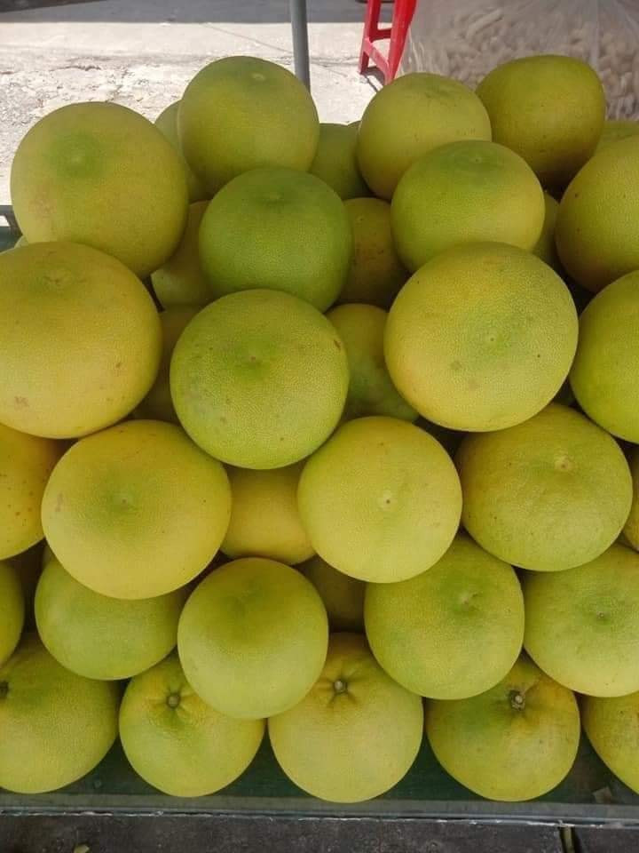 Theo các chuyên gia ngành hàng trái cây, mấy năm qua, diện tích trồng bưởi tăng mạnh nhưng chỉ một lượng nhỏ xuất khẩu còn lại tiêu thụ trong nước nên giá bưởi ngày càng rẻ. Ảnh: Facebook