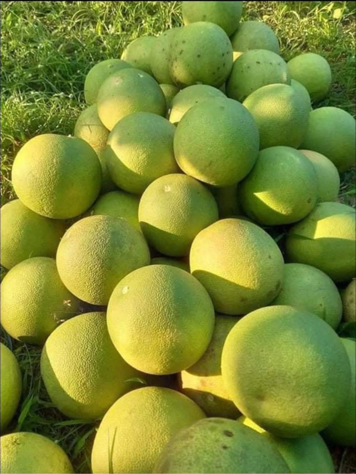 Bưởi Đoan Hùng ngọt mát, không he, giá rẻ nên thường được bán theo combo. Khách đặt cả trăm quả về chia nhau. Ảnh: Facebook