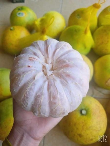 Không chỉ thế, có người bán bưởi Phúc Trạch loại nhỡ có giá 19.000 đồng/quả khi khách đặt 10 quả. Ảnh: Facebook