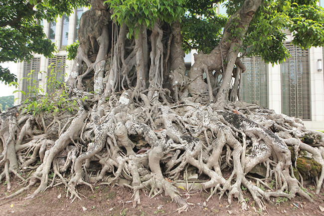 Giáo sư, nhà sử học Lê Văn Lan, từng nhật xét “Cửu long tranh châu" là cây có một thời sinh trưởng ở gần gò Đống Đa nên rất có giá trị lịch sử. Ảnh: Nguoiduatin