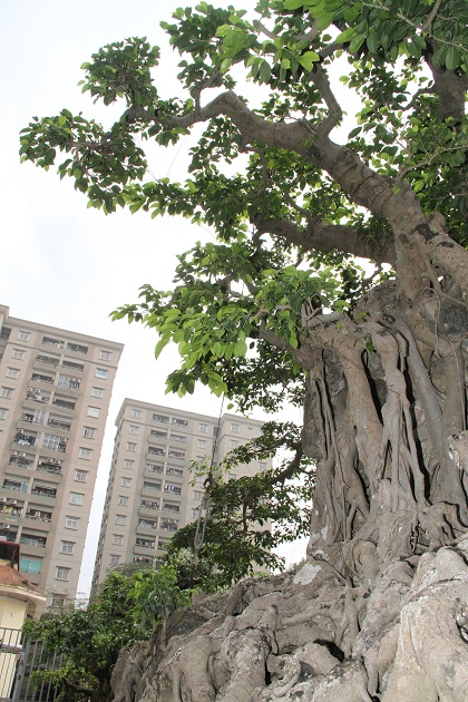 Một số nhà nghiên cứu tiết lộ có những đại gia đã ngỏ ý với chủ sở hữu cây sanh này với giá hàng triệu USD. Ảnh: Nguoiduatin