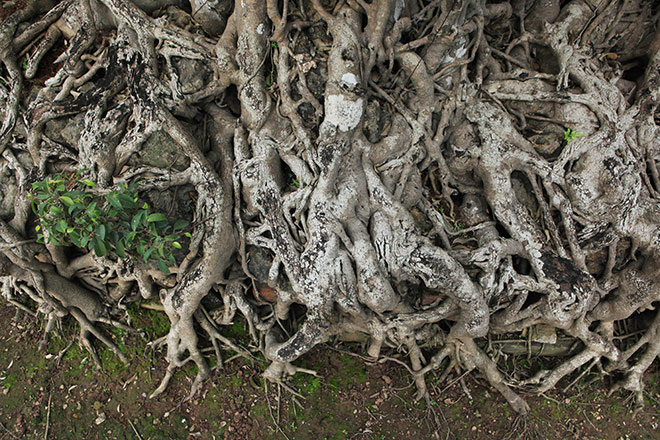 Bộ rễ bện chặt vào đá, sụn sịn biến dị tuôn chảy như nhám thạch. Ảnh: Nguoiduatin