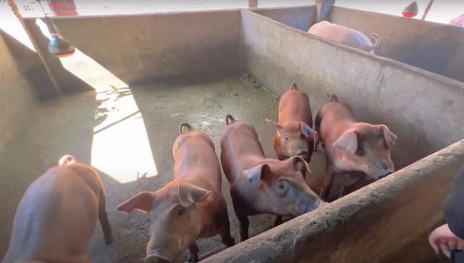 Ngôi nhà của Siu Black không quá bề thế như nhiều nghệ sĩ khác, nhưng với một người từng nợ nần và trắng tay như nữ ca sĩ này thì đây là một nỗ lực đáng nể.