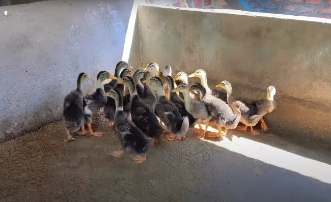 Ngoài ra, trong nhà còn có khu vực để nữ ca sĩ chăn nuôi gia súc, gia cầm.