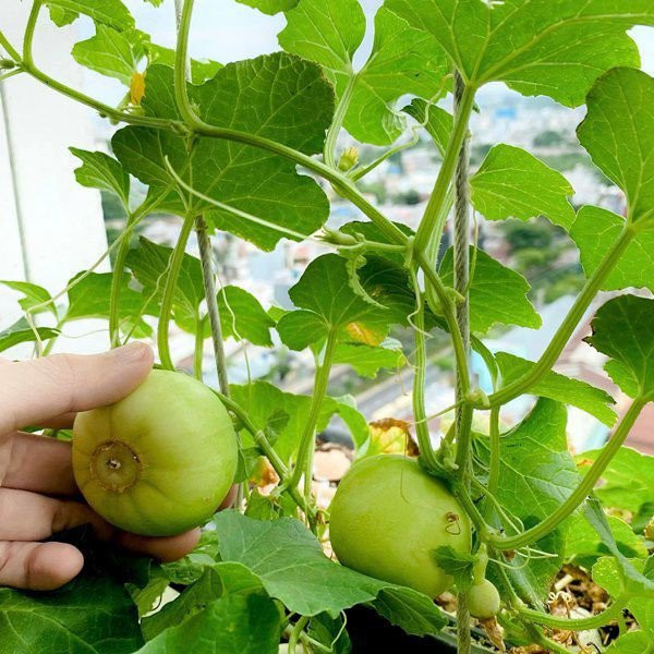 Ngoài ra, Elly Trần còn thiết kế một khu vườn trồng rau và hoa trong nhà.