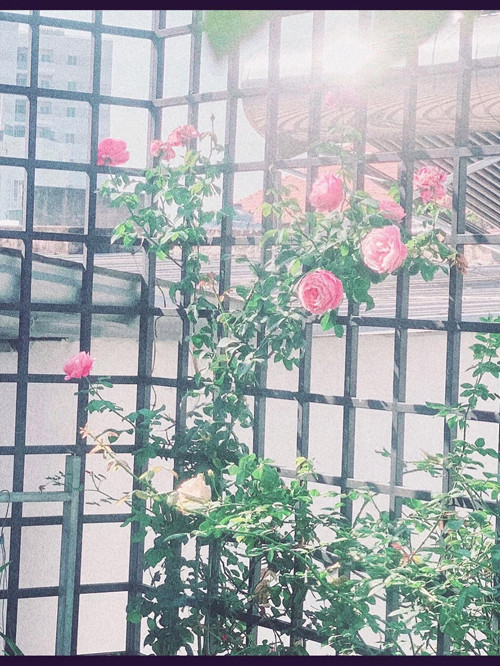 Elly Trần cũng tận dụng khoảng trống để trống hoa hồng. Nguồn ảnh: FBNV