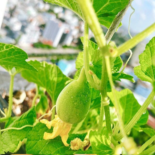 Khu vườn của Elly Trần lúc nào cũng xanh mướt, đủ để gia đình không cần mua rau ngoài chợ.