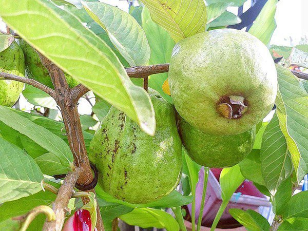 Elly Trần còn trồng nhiều loại cây ăn trái như ổi, khế...Loại nào cũng sai trĩu quả.