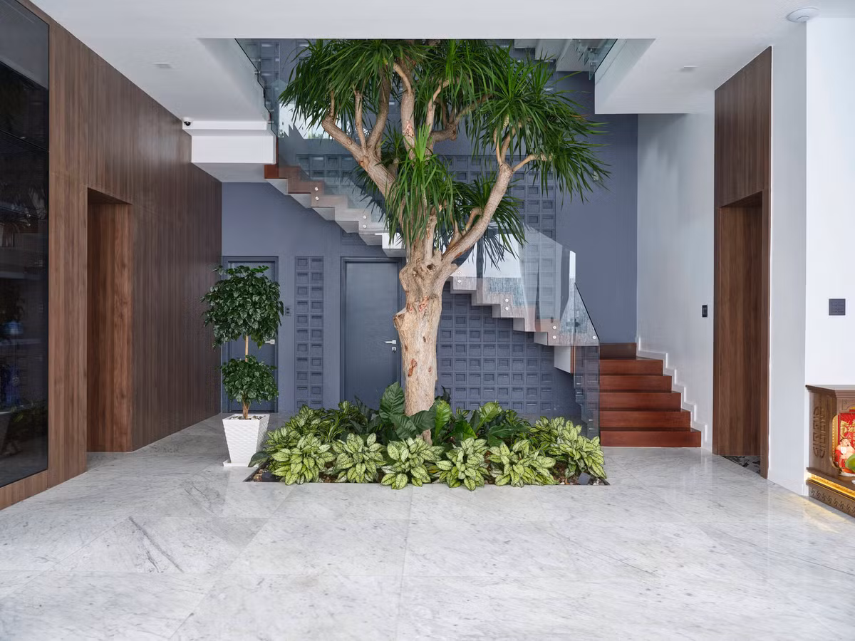 Cây thân gỗ giúp không khí trong nhà được lưu thông hiệu quả.