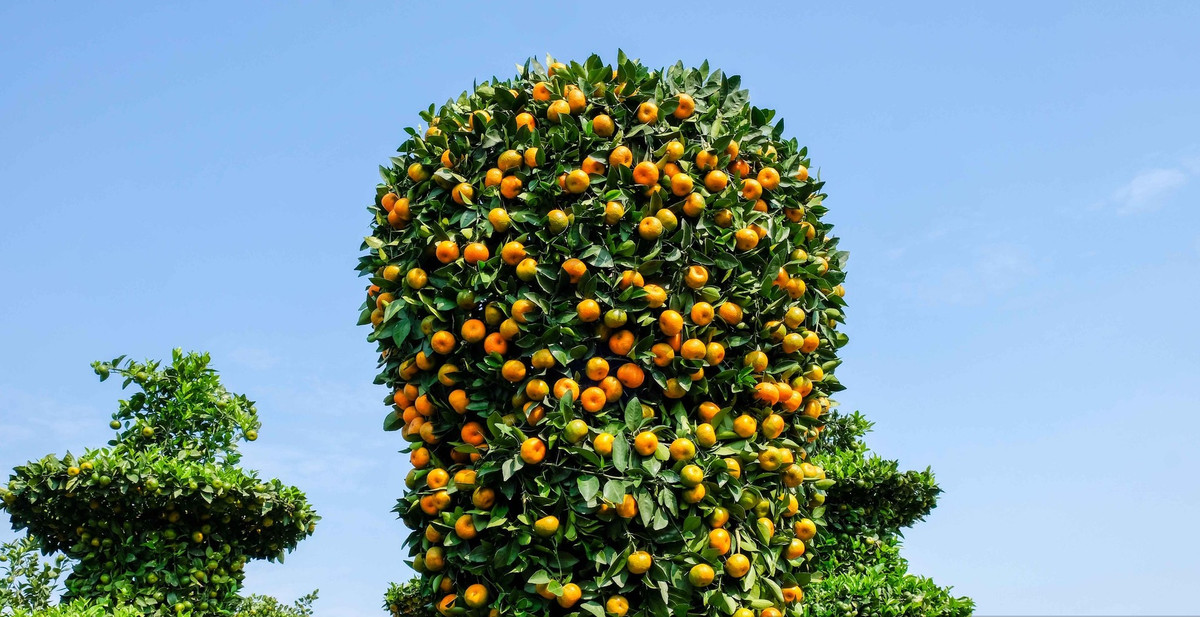 Đây cũng là cây quýt độc lạ nhất từ trước tới nay tại nhà vườn này. Và chỉ duy nhất 1 cây được tạo hình dáng hưởng ứng mùa World Cup. Ảnh: Kinhtedothi