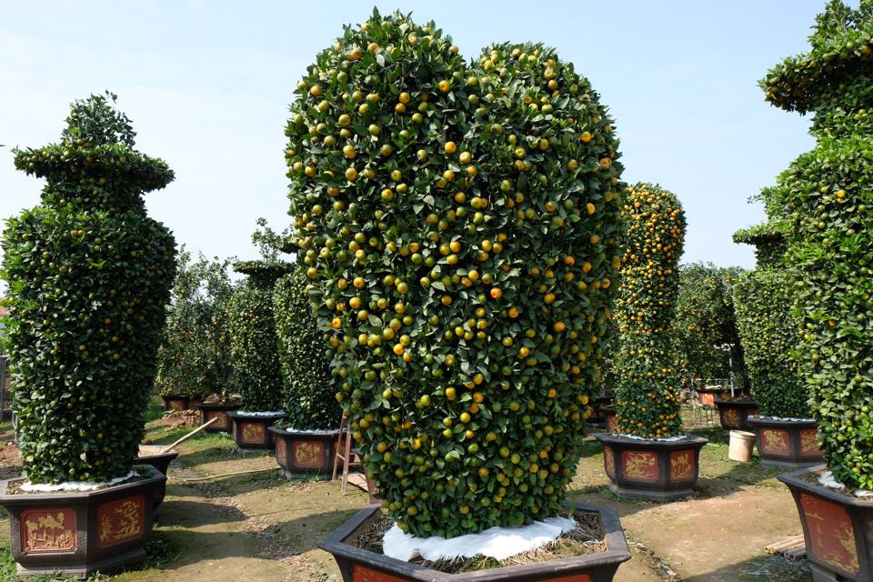 Ngoài ra, trong vườn còn có quýt cảnh tạo hình trái tim cao 2m lạ mắt, thu hút sự chú ý của nhiều người. Ảnh: Kinhtedothi