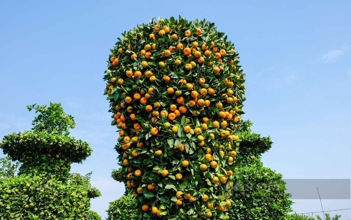 Tác phẩm quýt hình cúp vàng World Cup mang đến sự mới mẻ cho khu vườn. Ảnh: Dân Việt