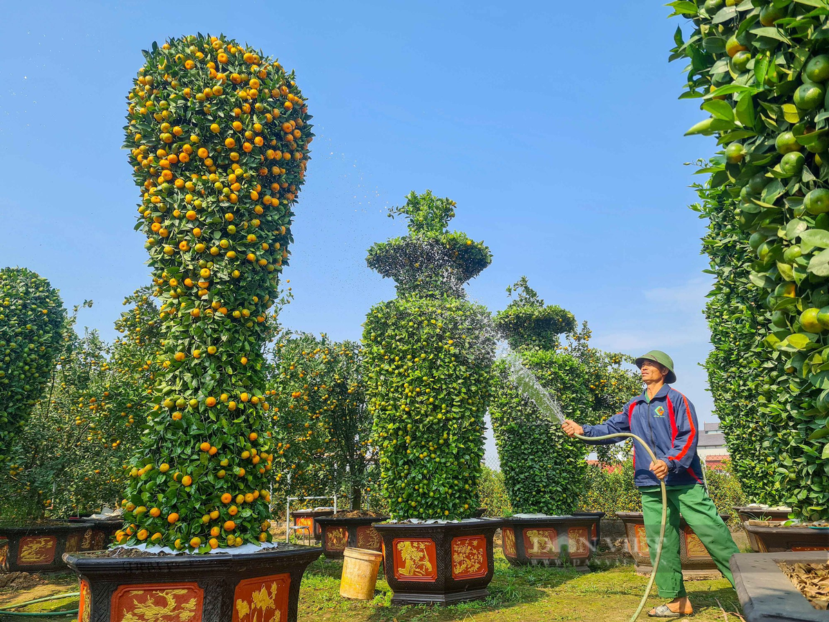 Đã có người chào hàng cây quýt cảnh độc đáo này lên đến 18 triệu đồng nhưng chủ vườn vẫn chưa đồng ý. Ảnh: Dân Việt