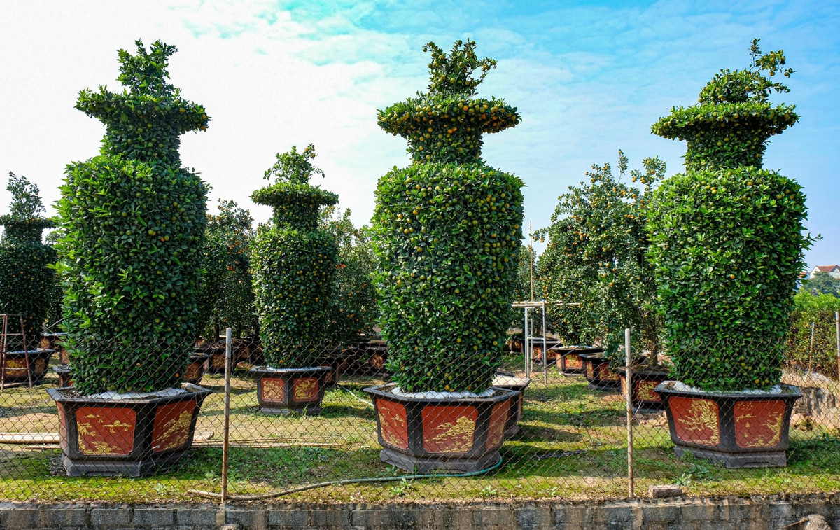 Bên cạnh đó, chủ vườn còn tạo 60 cây quýt lục bình phục vụ người dân chơi Tết. Ảnh: VTCNews