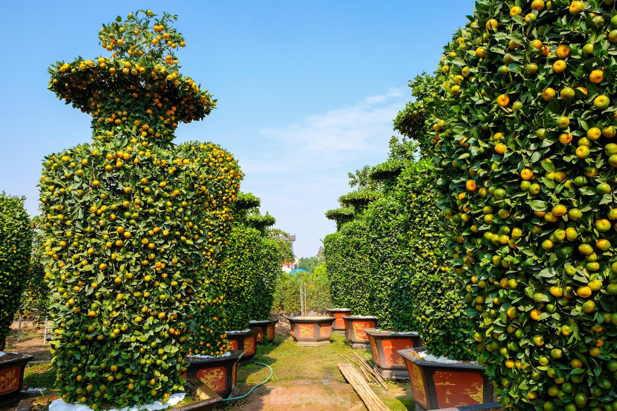 Mỗi cây quýt lục bình có chiều cao khoảng 2m đến 3,8m và có đường kính khoảng 1,5m. Giá bán từ 25 - 30 triệu đồng. Ảnh: Tiền phong