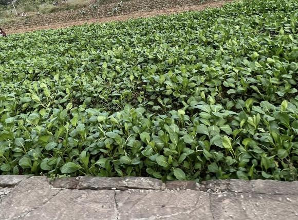 Nam nghệ sĩ thích thú chụp ảnh những luống rau xanh mướt trồng trên mảnh đất của mình.