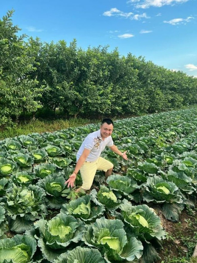 Trên mảnh vườn lớn, nghệ sĩ Tự Long khoe những luống bắp cải xanh tươi đang ở độ có thể thu hoạch được.