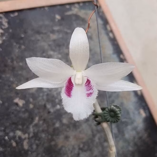 Năm 2018, một kie (mầm mọc ra từ mắt trên thân) lan đột biến có giá gần chục triệu đồng tuỳ loại. Ảnh: Facebook