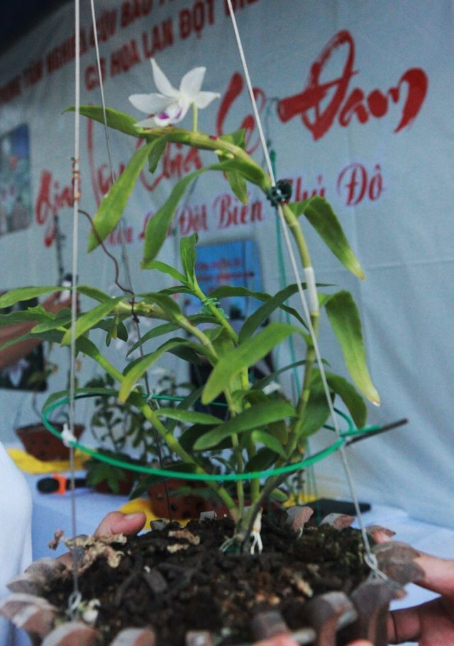 Năm 2021 có thể coi là thời kì hoàng kim của lan đột biến khi không ít khách hàng nhảy vào đầu tư, sẵn sàng bỏ ra hàng trăm triệu hay trăm tỷ đồng để sở hữu những cây được cho là quý hiếm. Ảnh: Bestie
