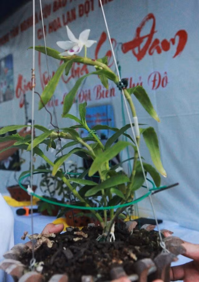 Năm 2021 có thể coi là thời kì hoàng kim của lan đột biến khi không ít khách hàng nhảy vào đầu tư, sẵn sàng bỏ ra hàng trăm triệu hay trăm tỷ đồng để sở hữu những cây được cho là quý hiếm. Ảnh: Bestie