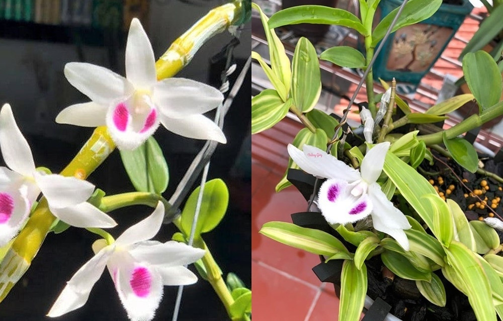 Ở thời kỳ sốt giá, những nhành hoa lan đột biến sở hữu một mức giá "trên trời", lên đến vài trăm triệu cho mỗi centimet. (Ảnh: Báo Văn Hóa