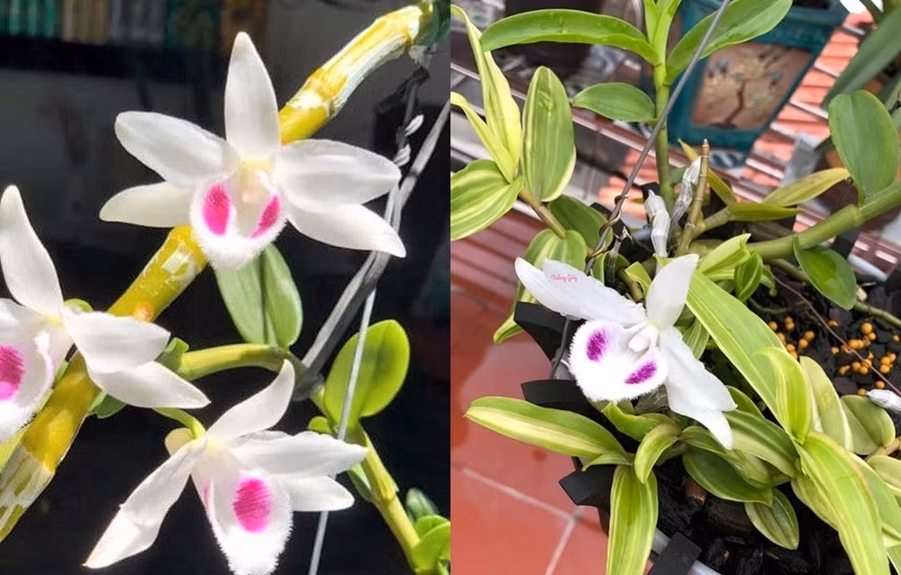 Ở thời kỳ sốt giá, những nhành hoa lan đột biến sở hữu một mức giá "trên trời", lên đến vài trăm triệu cho mỗi centimet. (Ảnh: Báo Văn Hóa